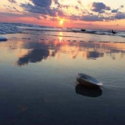 Fire Island New York Beach Combing Sea Shell