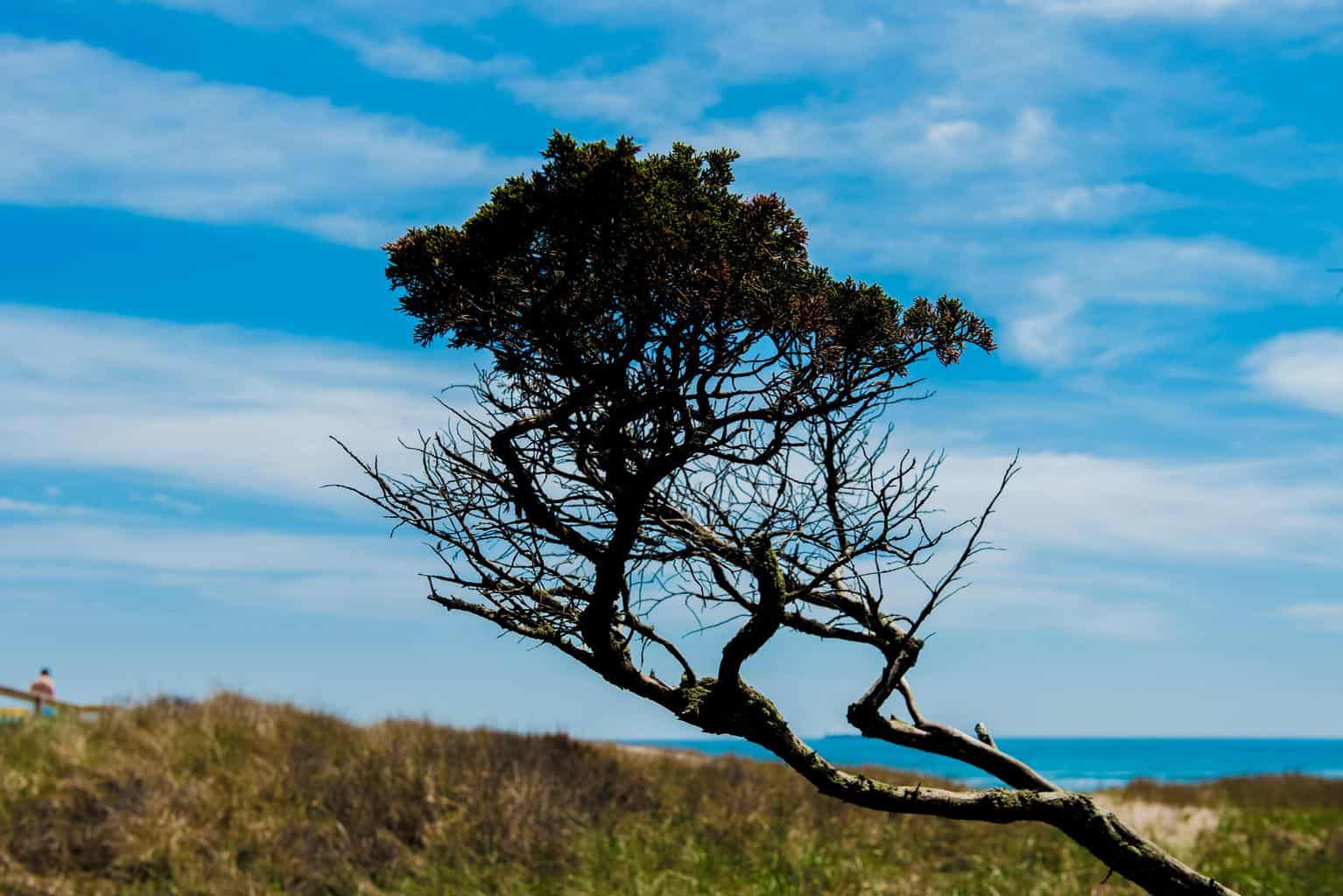 Fire Island Things To Do, Activities and Events on Fire Island