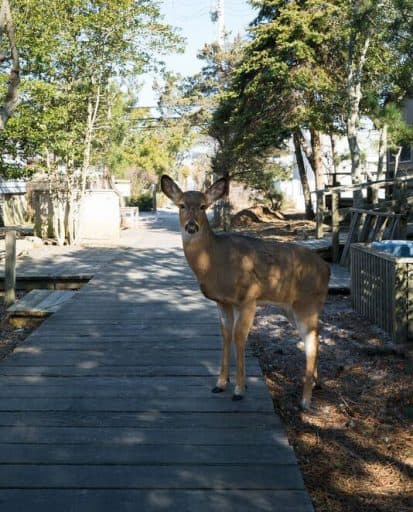 Off Season At Fire Island - Fire Island